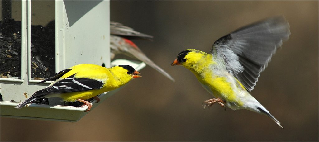 American Goldfinch