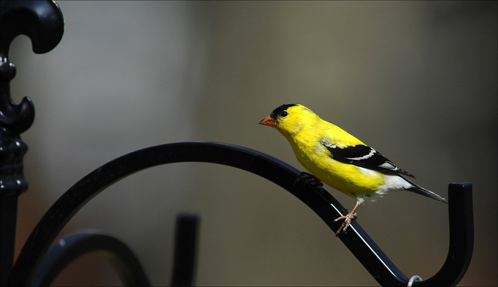 American Goldfinch