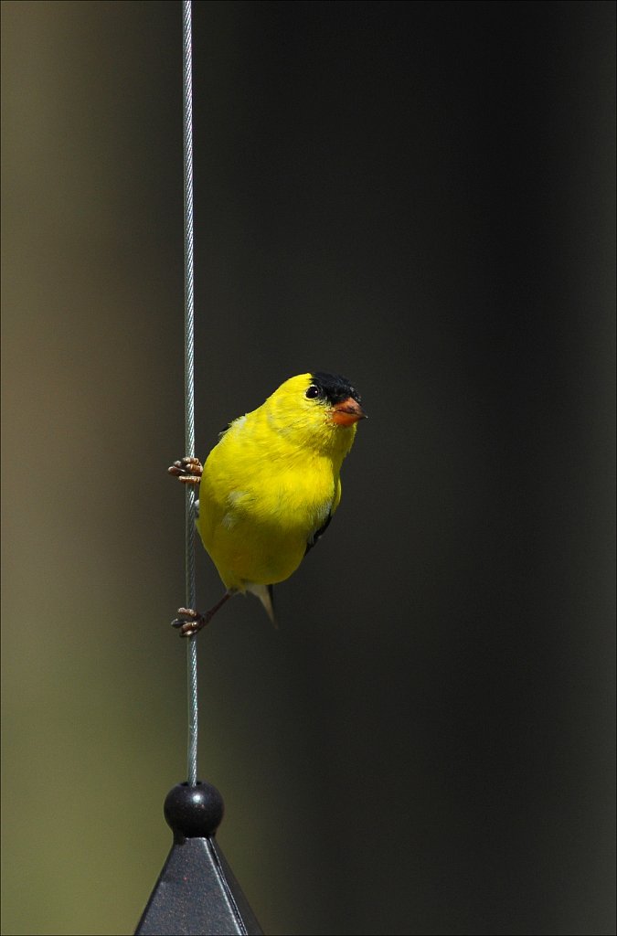 American Goldfinch