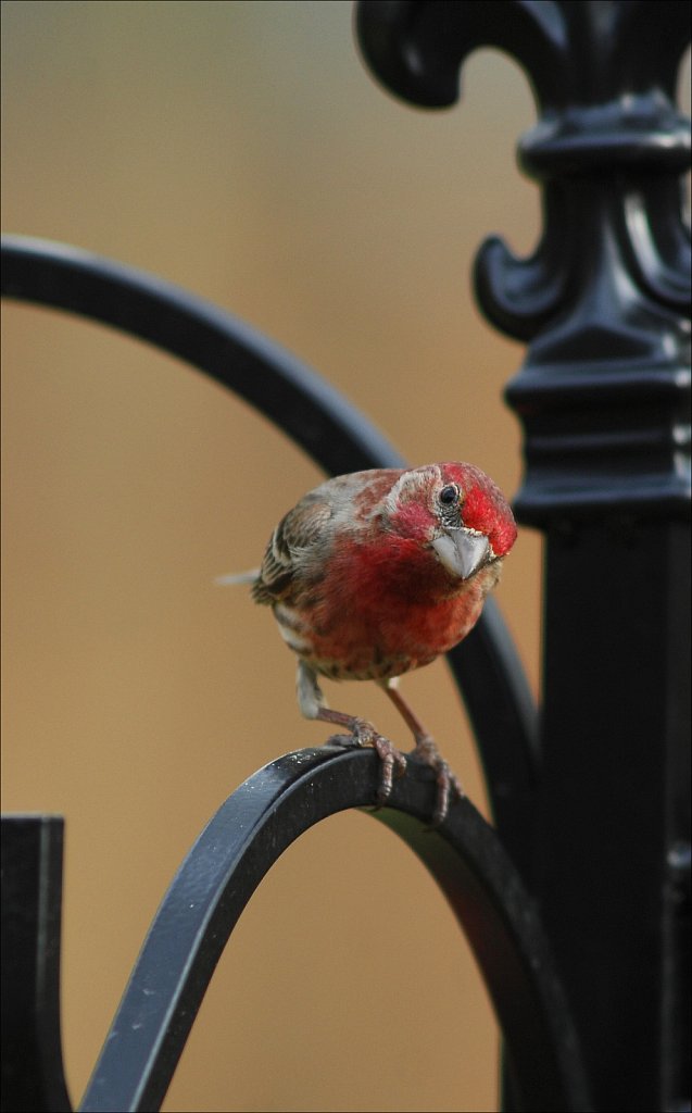 House Finch