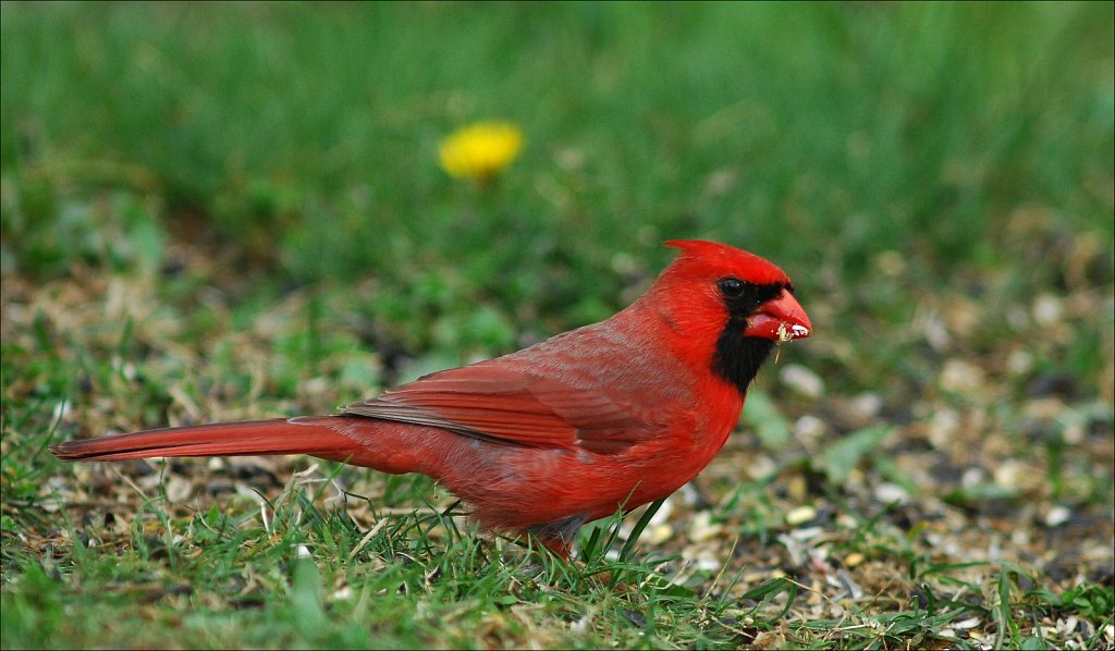 Northern Cardinal