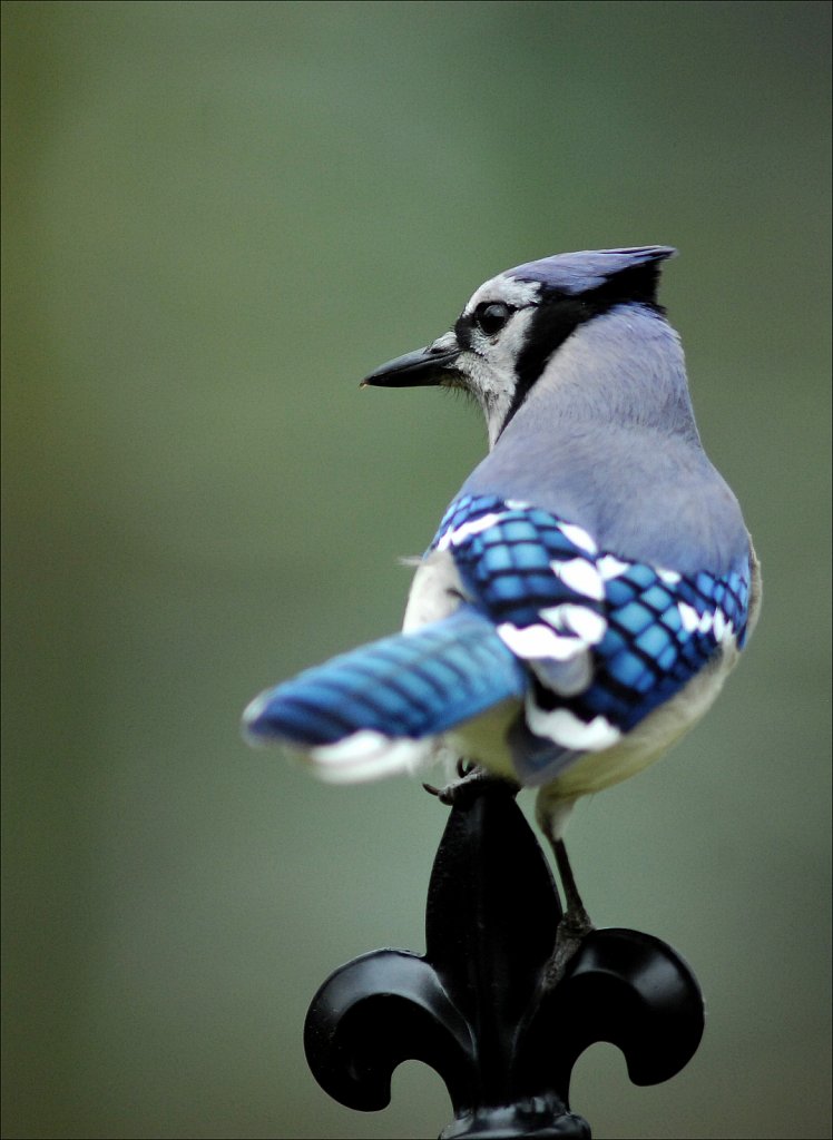 Blue Jay