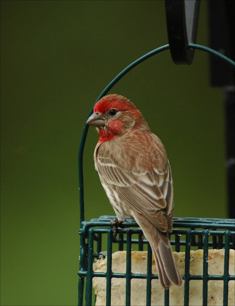 House Finch