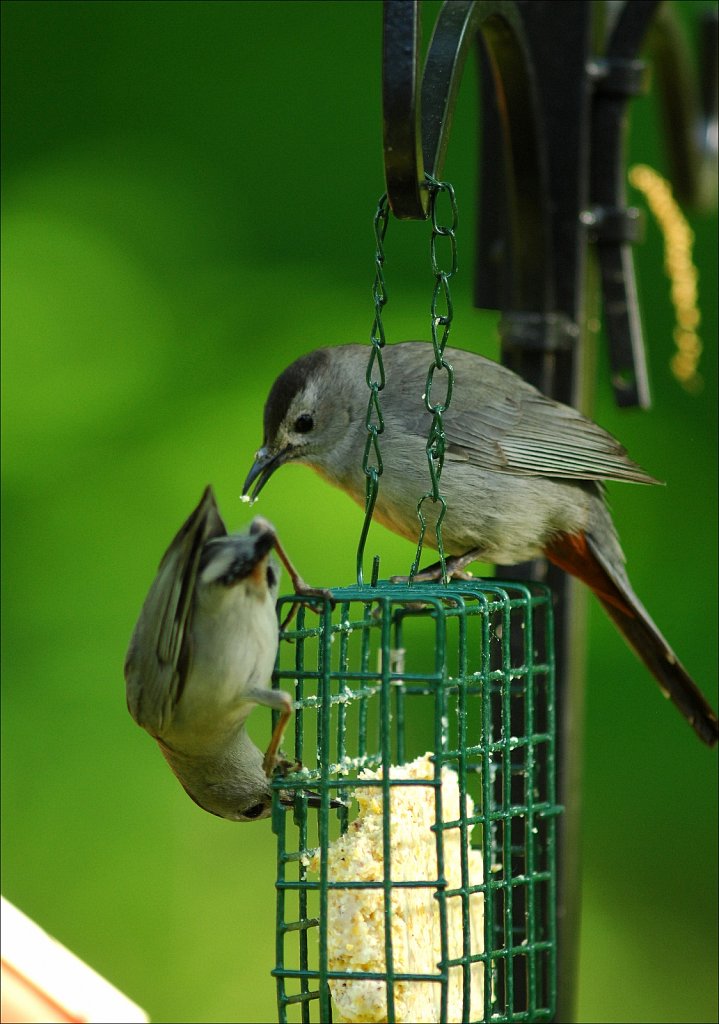 Gray Catbird