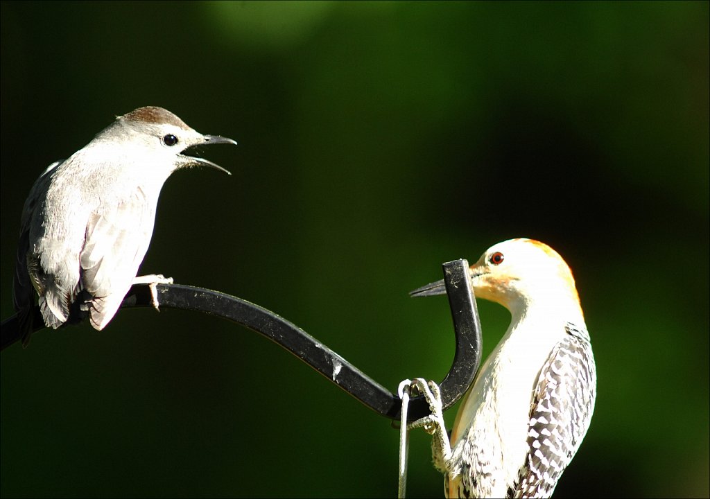 The Conversation