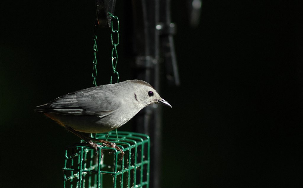 Gray Catbird