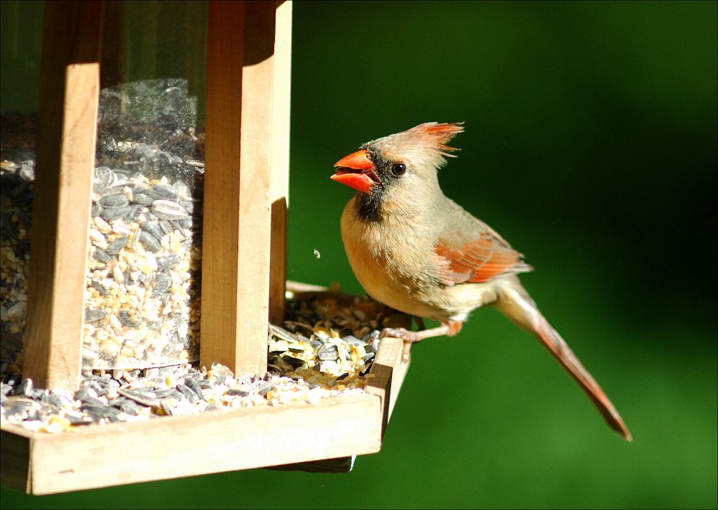 Northern Cardinal (Female)