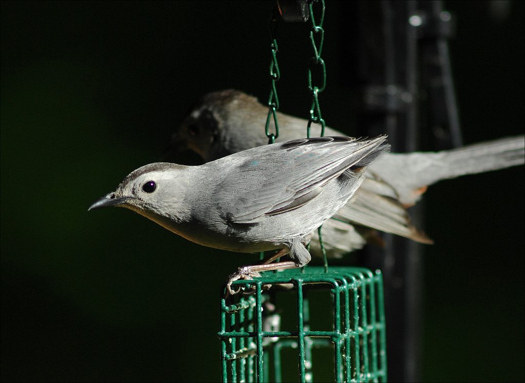 Gray Catbird