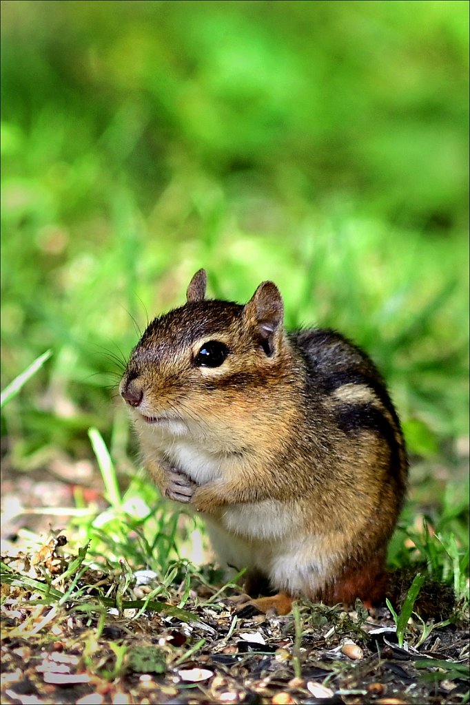 Chipmunk