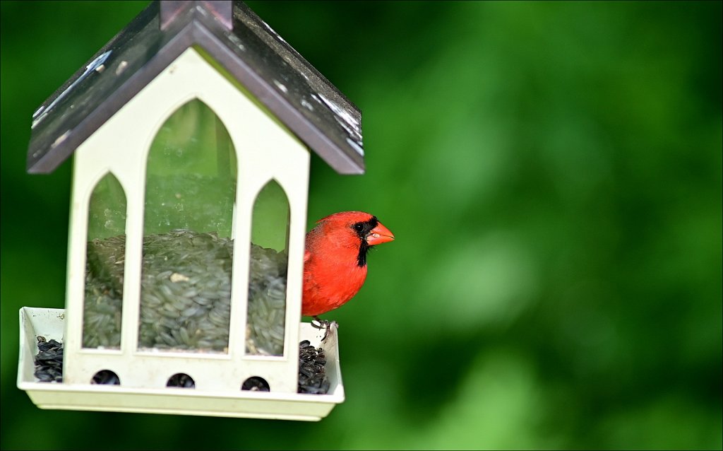 Northern Cardinal