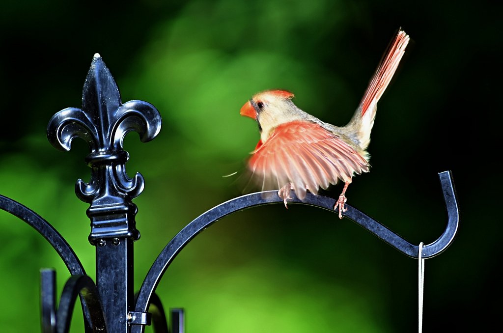 Northern Cardinal 