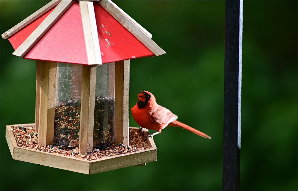 Northern Cardinal