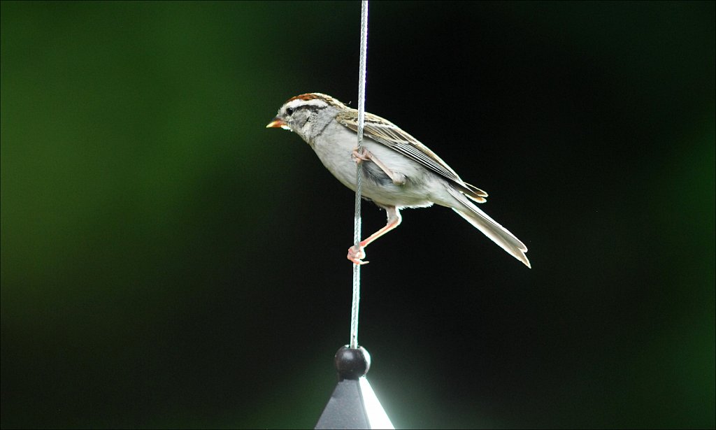 Chipping Sparrow