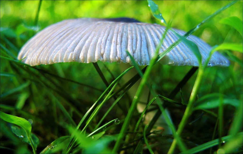 1021154F-DSCN4369.jpg