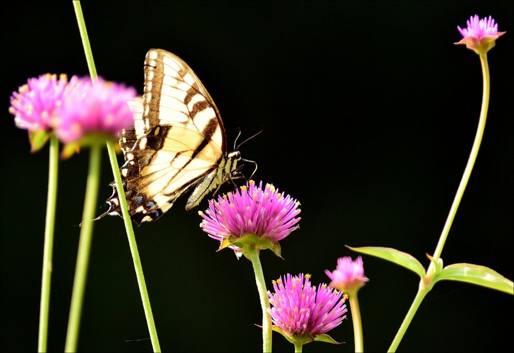 Eastern tiger swallowtail 