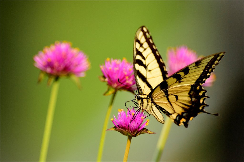 Eastern tiger swallowtail 