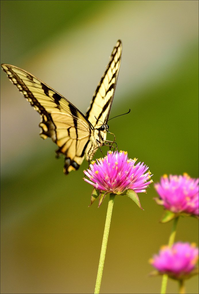 Eastern tiger swallowtail 