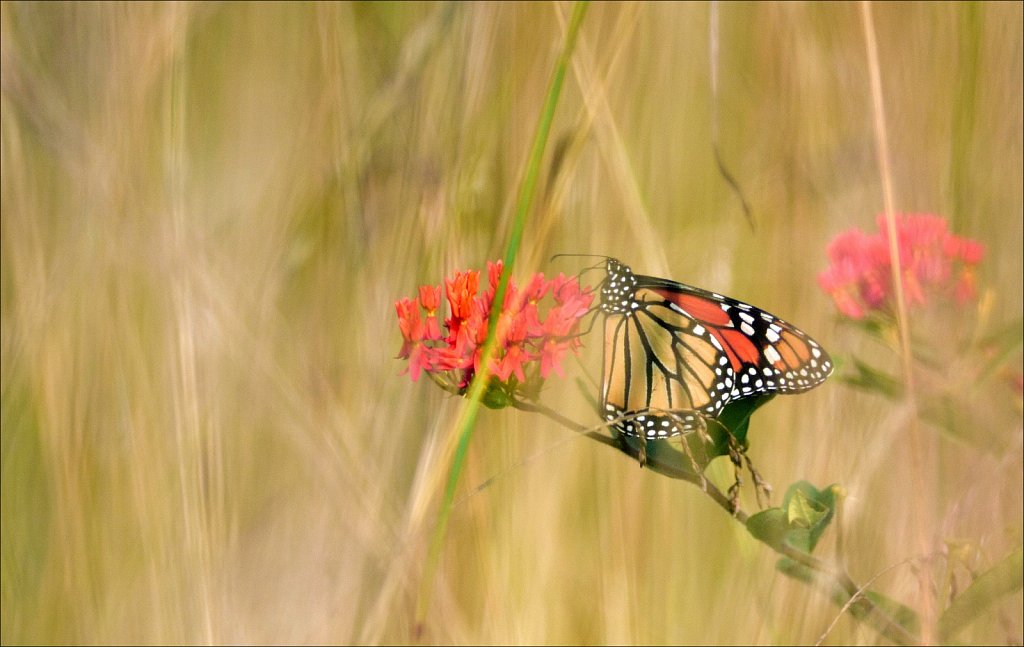 Monarch Butterfly 