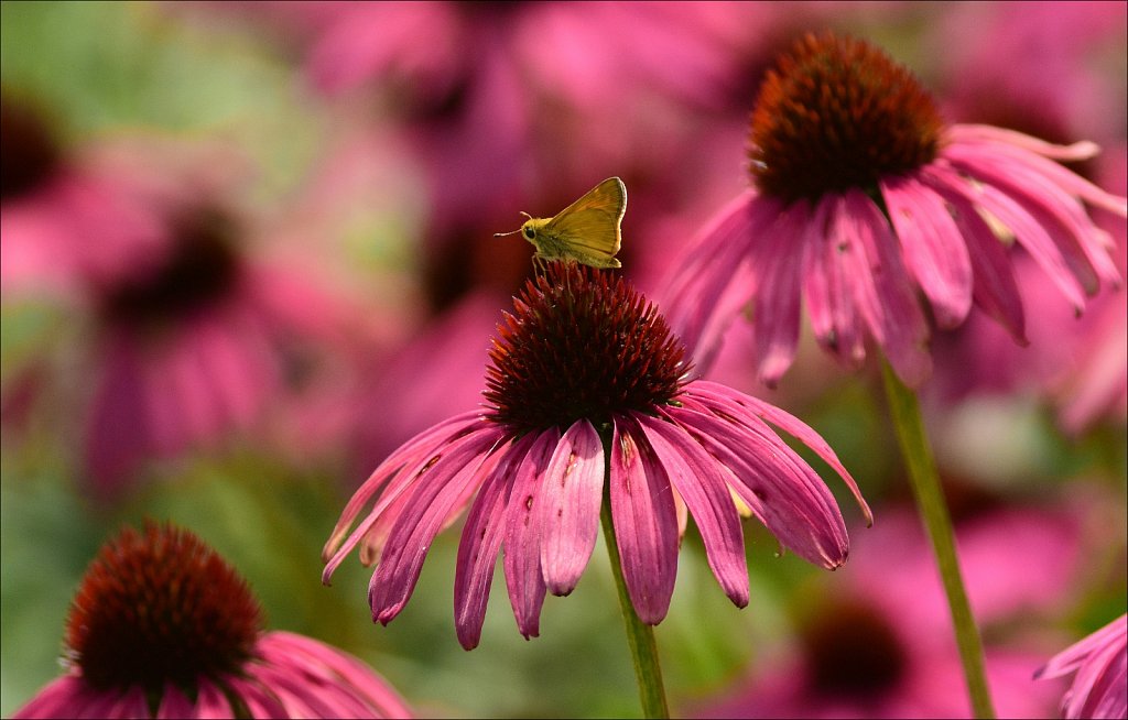 Skipper