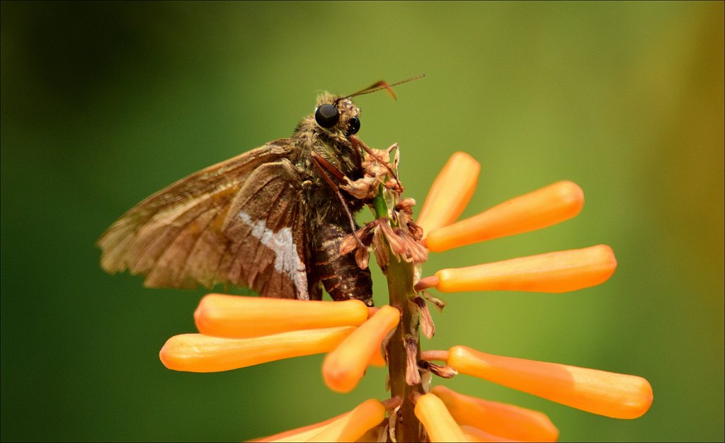 Silver-spotted Skipper