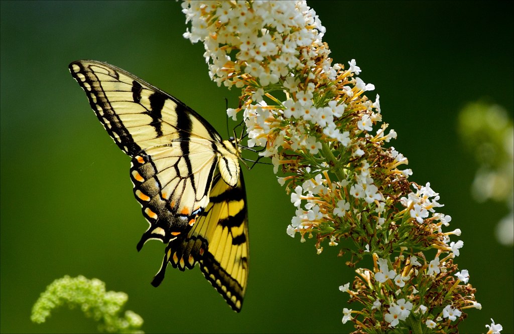 Eastern Tiger Swallowtail