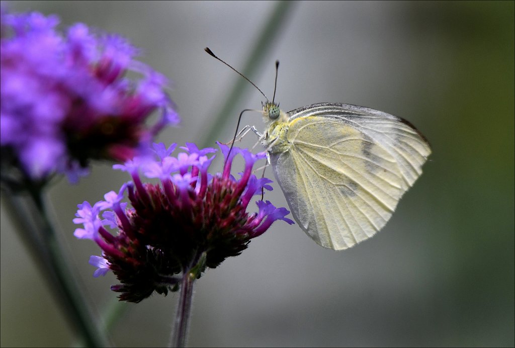 Cabbage White Butterfly