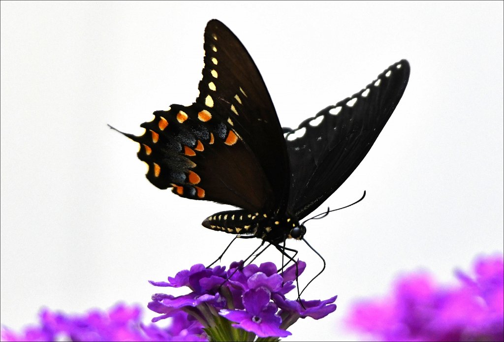 Black Swallowtail