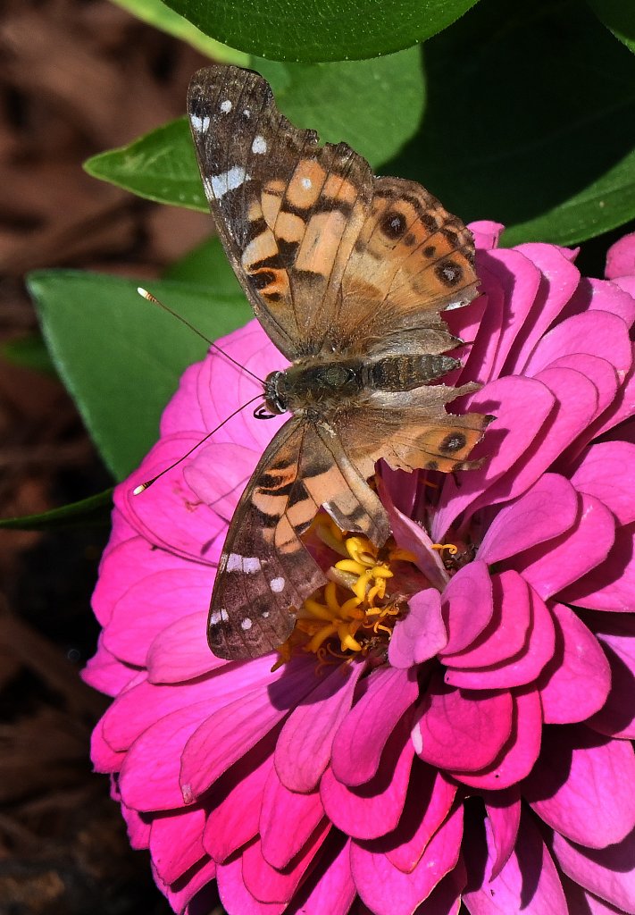 Painted Lady