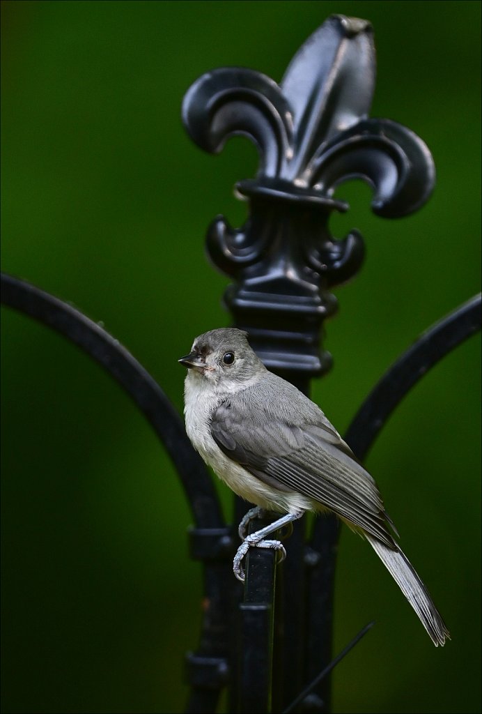 Tufted Titmouse