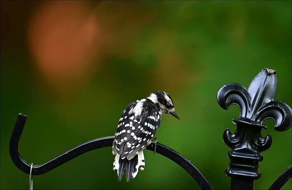 Downy Woodpecker