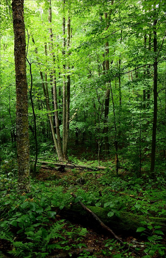 Trail To Trout Pond