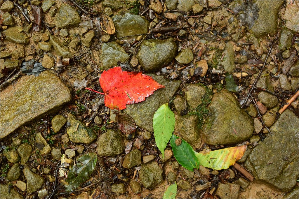 Trail To Trout Pond