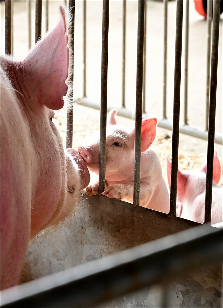 2021 Delaware County Fair