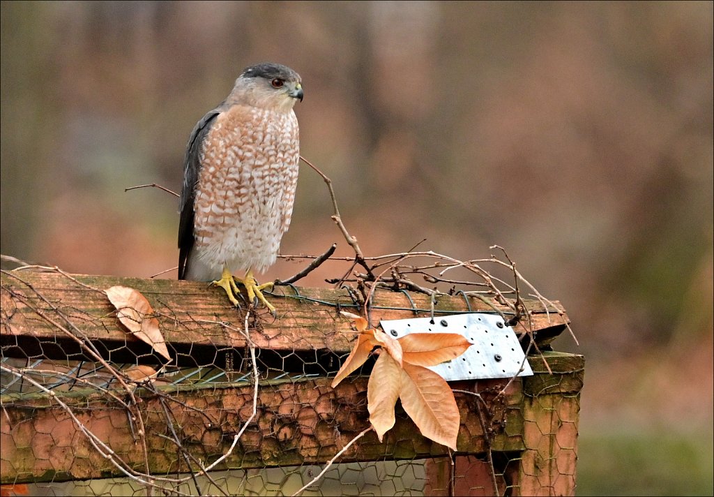 Cooper's Hawk
