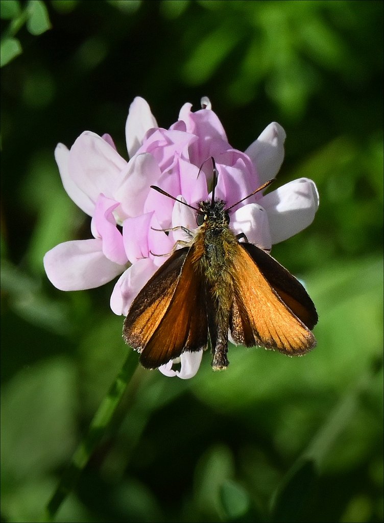 Butterflies And Moths of New Jersey