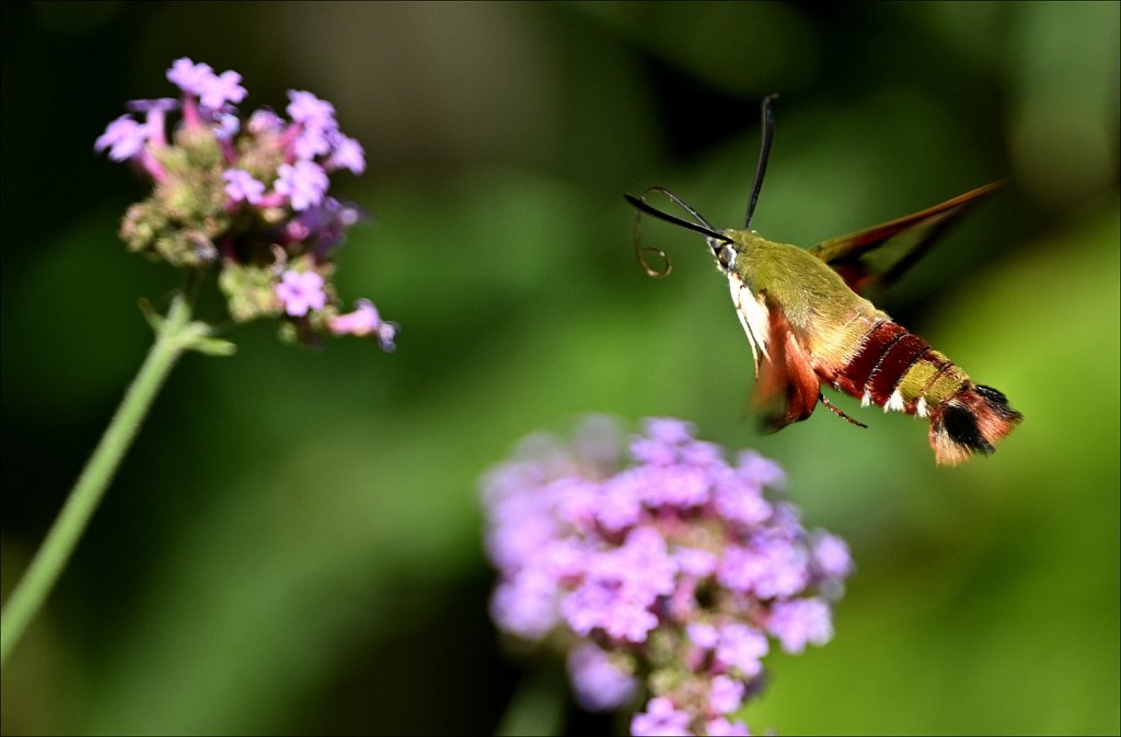 Hummingbird Moth at Willowwood Arboretum 
