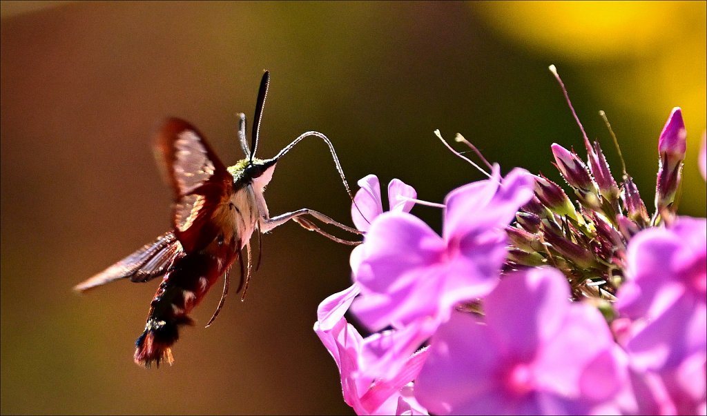 Hummingbird Moth at Willowwood Arboretum 