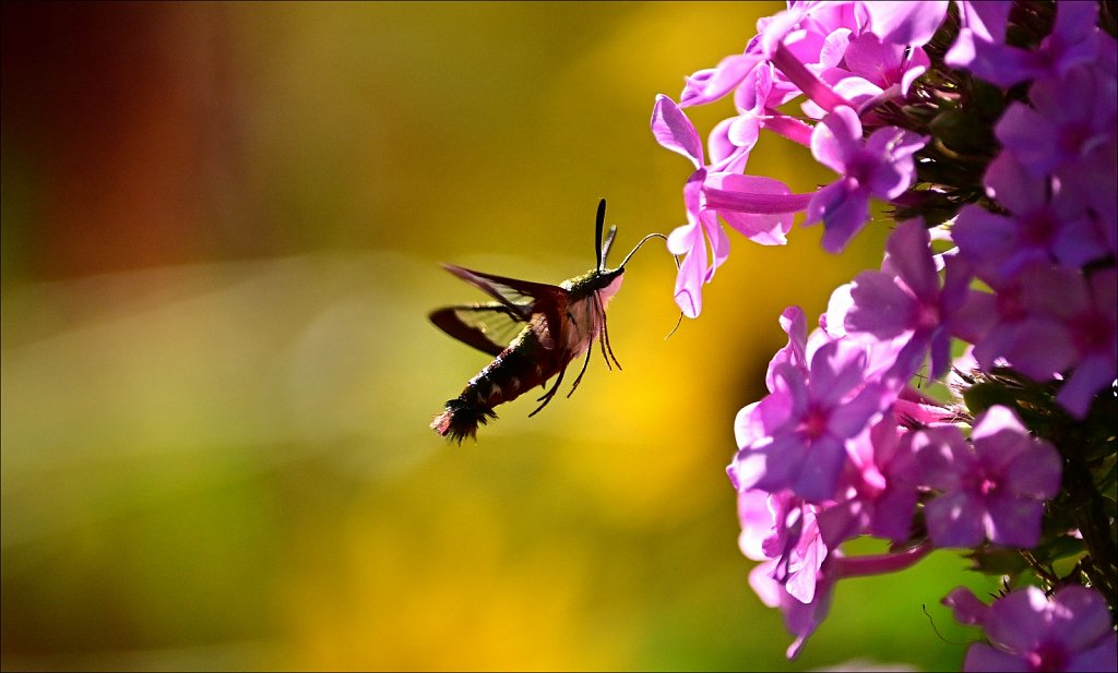 Hummingbird Moth at Willowwood Arboretum 