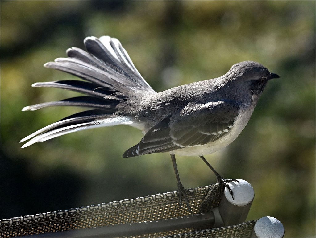 Mockingbird-5196-2.jpg
