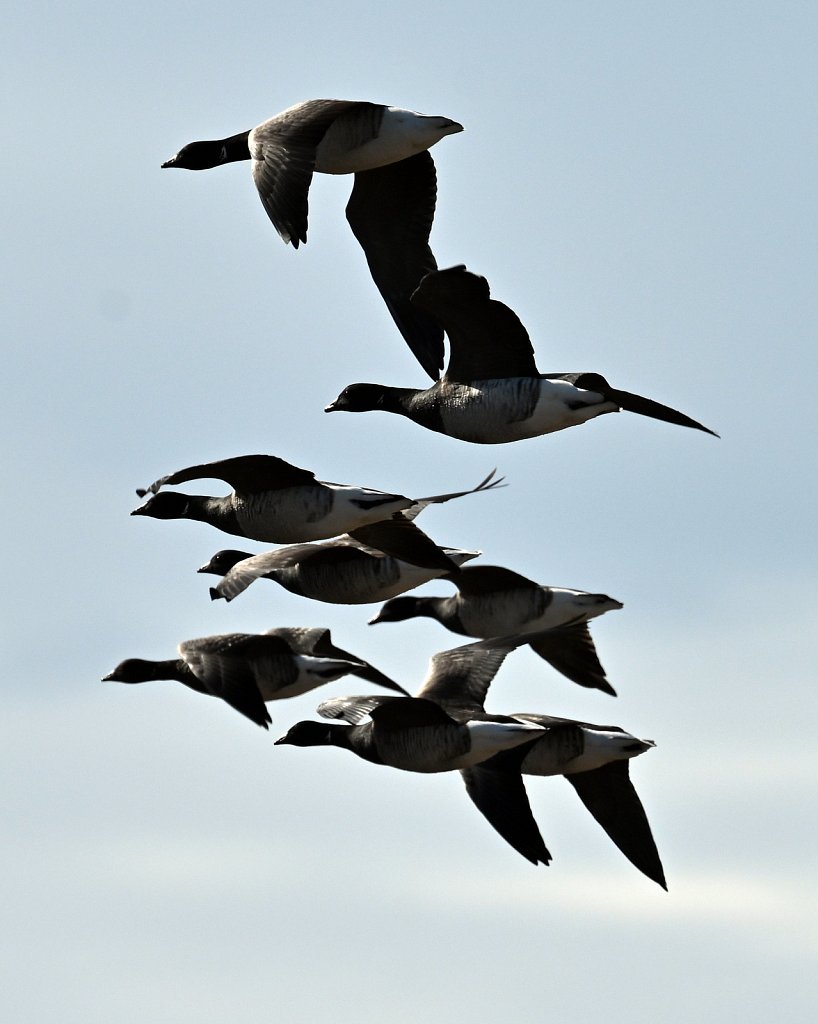 Brant