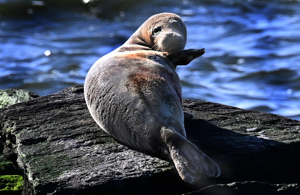 Seals-RGZ-5478-copy.jpg