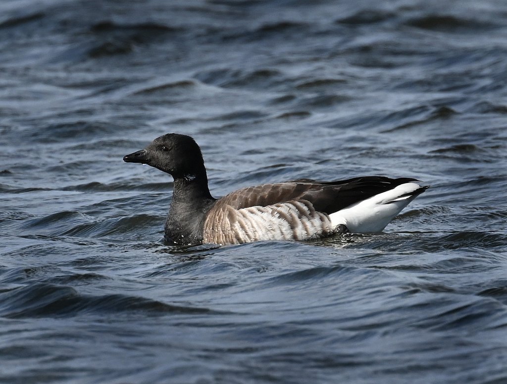 Brant