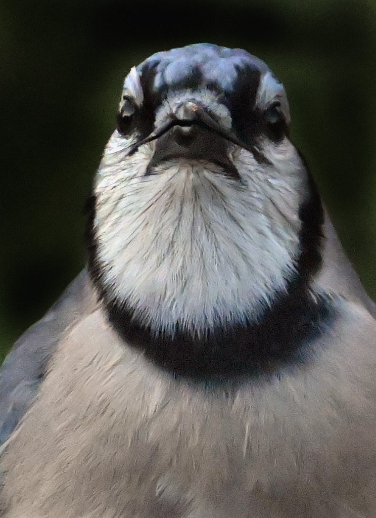 Blue Jay