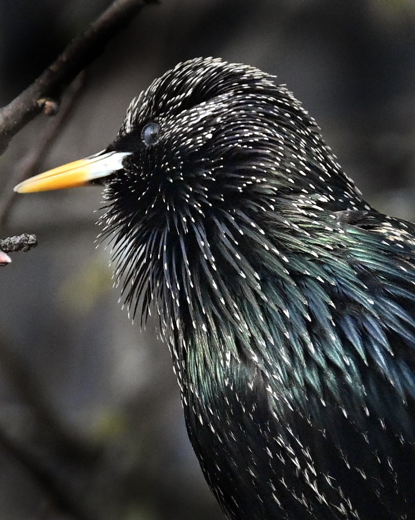 Starling-black-3283.JPG