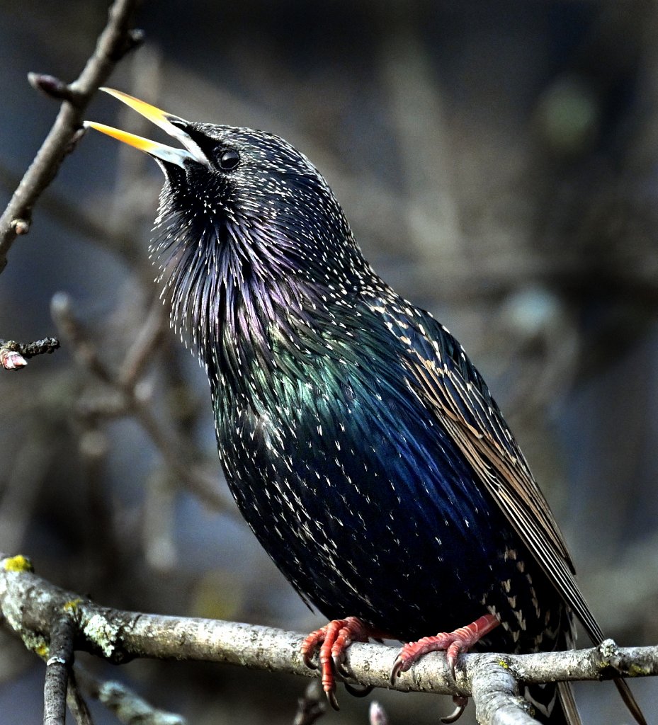 Starling