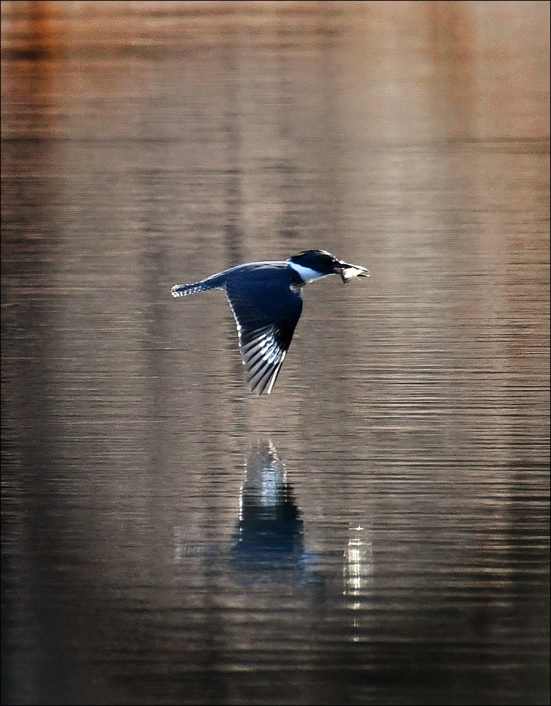 Black Crowned Night Heron