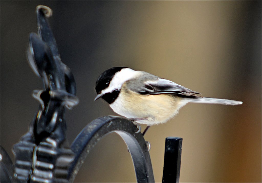 Black Capped Chickadee