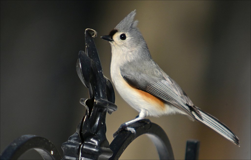 Tufted Titmouse
