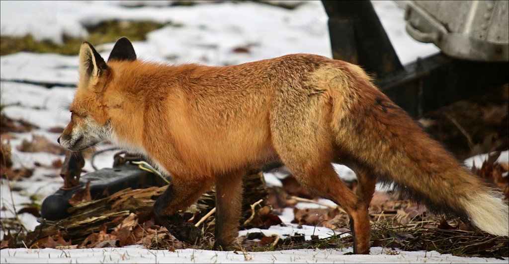 Red Fox