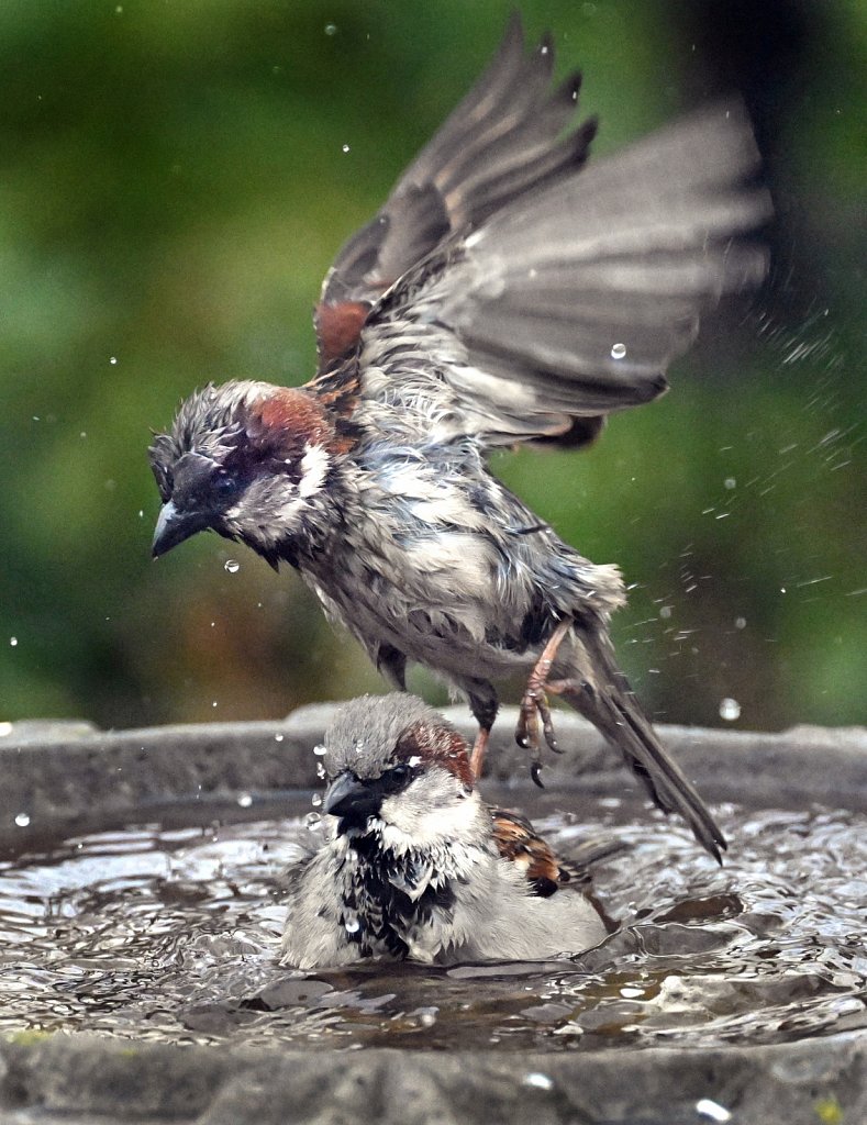 Sparrow-Spring-Bath-RGZ-6982-copy.jpg